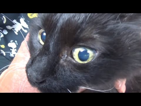 Видео: Почему у кошки дергаются глаза, бегают глаза | Нистагм у кошек