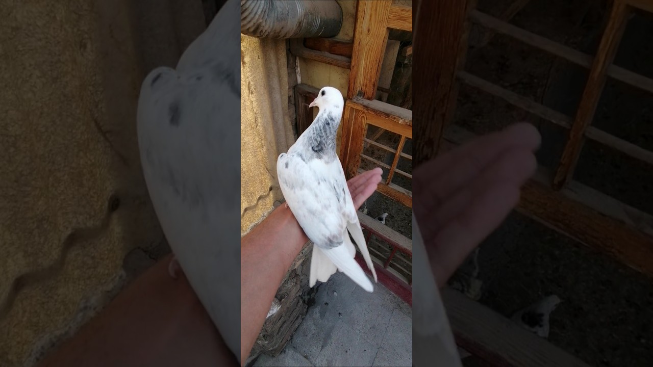 Hand-Tamed Pigeon | Gentle Moments with a Pet Bird