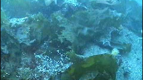 Puget Sound Marine Habitats - Rocky Habitats