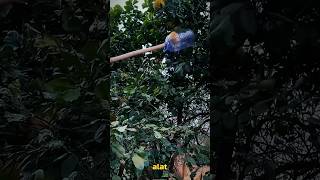sebuah galon bekas yang di ubah menjadi alat pemetik buah #shorts