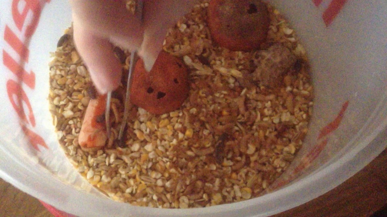 Mealworm farm in an ice cream container YouTube