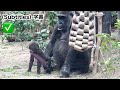 Santaro won’t get sick for a while. Not like me, Ryan.|Momotaro family , gorilla
