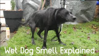 Why does your wet dog smell bad? (Wet Dog Smell Explained)