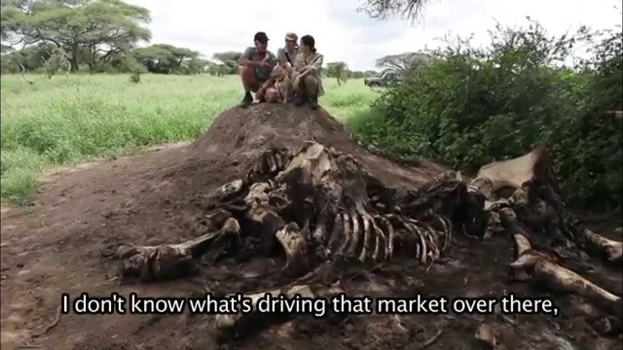 THE POACHING EFFECT YouTube