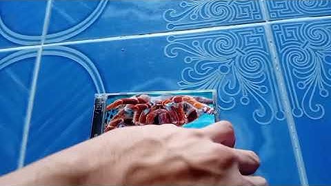 Opening To Spiders (2000) 2005 VCD (Thai Copy)