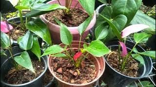 0772106907#505 package