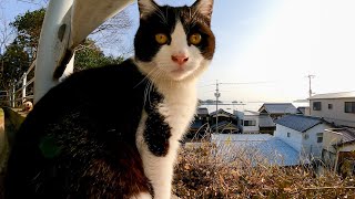 夕方は夕陽のあたる坂の上で猫の集会だニャン