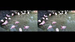 Zen Moment: Sleeping Flamingos | 3D | Animal Kingdom | Walt Disney World | 03/12/26 screenshot 2