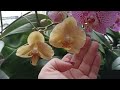 Расцветает азиатка, орхидея Younghome Maple Red.