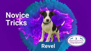 Revel Do More With Your Dog Novice Trick Title 20240405