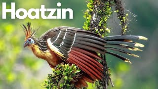 The Mysterious Hoatzin: Nature's Enigma