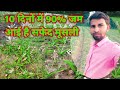 10 दिनों में 90% सफेद मूसली जम 🌱🌱आई हैं। 10 dino me 90% safed musli jam🌱🌱 aai hai।#safedmusli