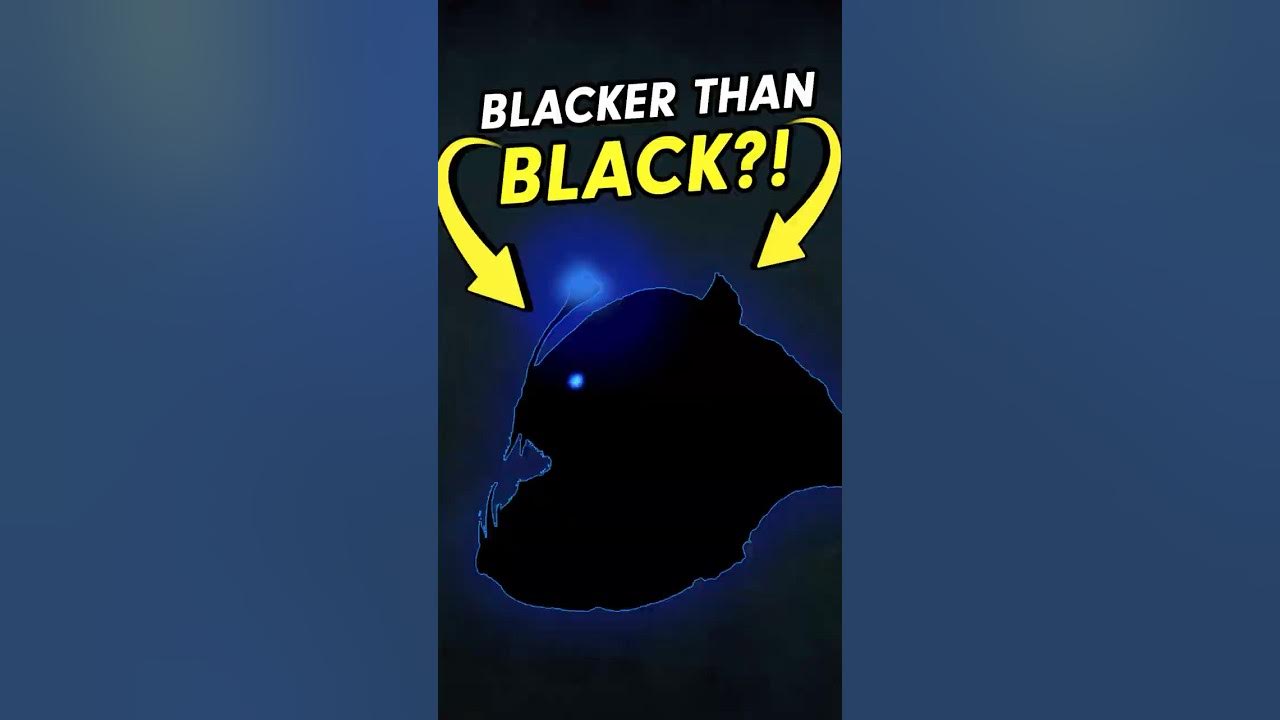 Can YOU See the Blackest Animal on Earth?