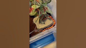 Corn snake feeding FIRST TIME