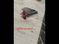 This Galah Plays Football… with Christmas Ornaments#funnybird