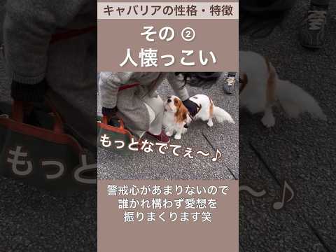 【キャバリア】性格・特徴その② #shorts