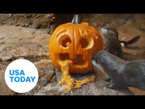 Houston Zoo animals discover joys of a pumpkin | USA TODAY