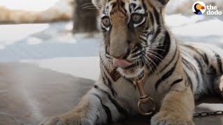 Download Pet Tigers: The Reality Behind 'pet' Tigers | The Dodo Video MP3 Pet Tigers: The Reality Behind 'pet' Tigers | The Dodo