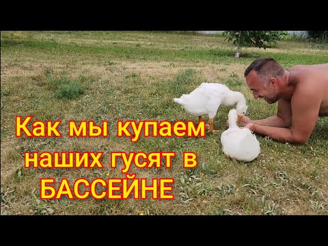 Два весёлых гуся тоже хотят в бассейн