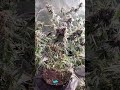 🍍 🍍 🍍