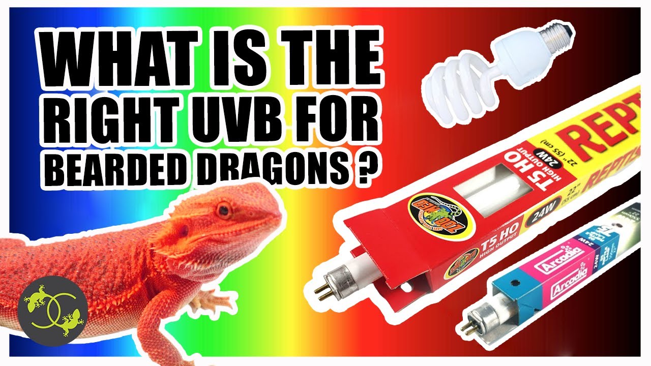 nødsituation Nøgle Sanselig Bearded Dragon UVB Setup - What UVB lighting is the best? - Cookies  Critters - YouTube