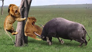 Omg! Buffalos Bravely Take Down Herd Lion To Rescue His Teammates - Lion Vs Buffalo, Hippo