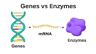 What Is The Relationship Between Enzymes And Genes ? How Genes And Enzymes Work Together ?