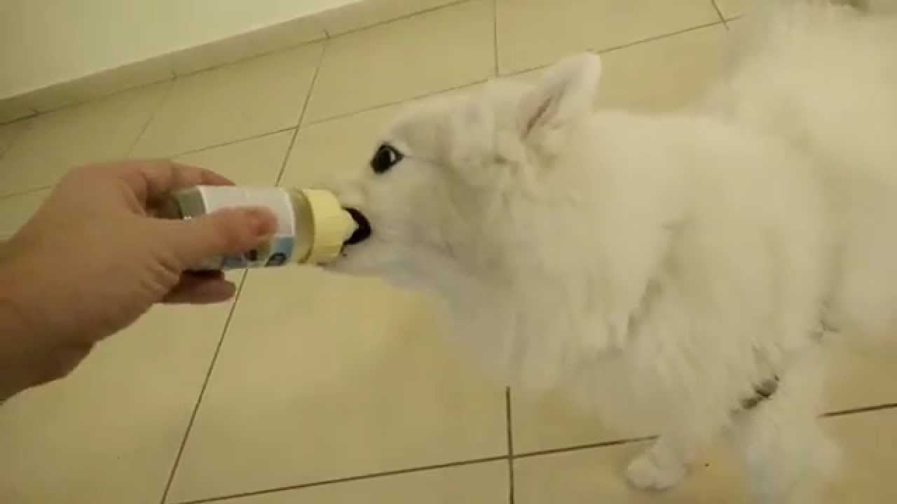 japanese spitz food to eat