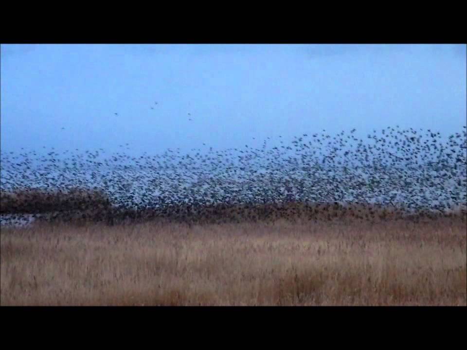 camera iphone 8 plus apk Huge flock of Common Starlings gathering to roost at Gaast, Holland, january 2013