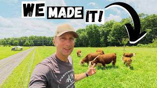 Moving Our Cows to the Largest Pasture on the Farm!