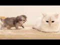 A kitten who challenges the father cat to a fight. But in one hit...