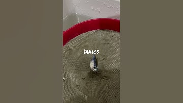 #female #zebra #danios loaded with #egg #shorts #viral #views plz like & subscribe for more video