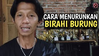 CARA MENURUNKAN BIRAHI DAN EMOSI BURUNG PERKUTUT _ TIPS PENTING ...!!!