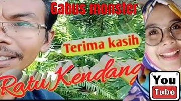 mancing ikan gabus umpan udang