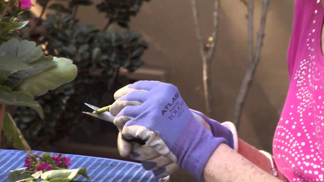 How Do I Propagate A Kalanchoe Plant Gardening Advice Youtube