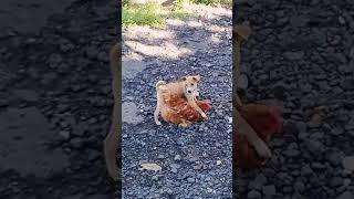 Heboh anjing vs ayam 😁