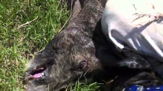 Ghost Catching A Boar