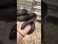 Mexican Black Kingsnakes are a timeless classic🖤 #colubrid