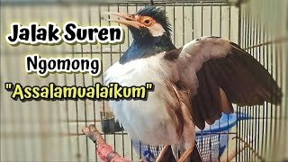 Masteran jalak suren ngomong assalamualaikum