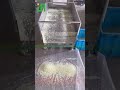 Nutritional Rice Production Line#machine #manufacturing #factory #factoryproducts