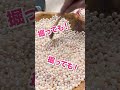 3000円で大量の真珠が手に入るらしい!!!