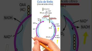 ⚗️Krebs cycle #medicine #health #science #biochemistry #histology #semiology #anatomy