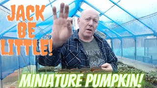 Jack Be Little Miniature Pumpkin [Gardening Allotment UK] Home Growing Veg & Flowers
