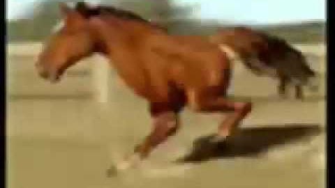 Retarded Running Horse [Original]