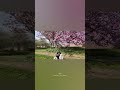 Spring Hugs &amp; Cherry Blossom Kisses