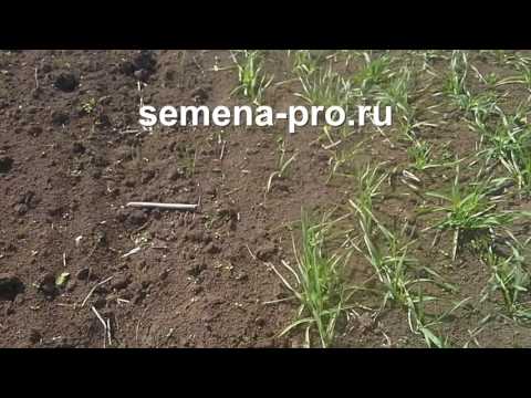 Яровой канадский ячмень.