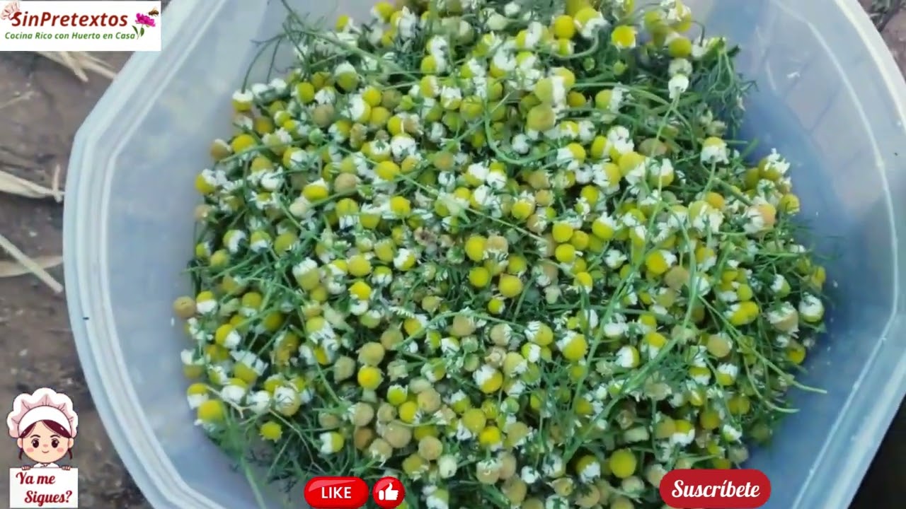 Cosecha de Manzanilla! - SinPretextos.