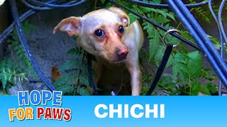 Saving a homeless Chihuahua who was NOT ready yet for human contact. #story