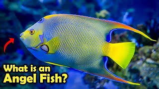 17 Reasons Why You Need An Angelfish In Your Life!
