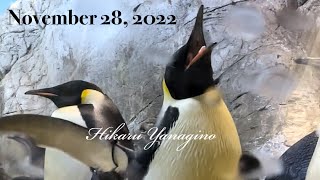 エンペラーペンギン Emperor Penguin November 28, 2022 アドベンチャーワールド Adventure World